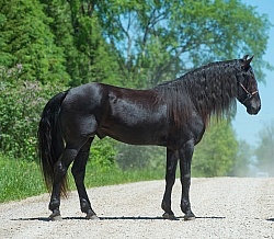 Rocky Mountain Horse Stallion Conformation, Bonnie View farms Jedi Knight