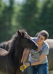 Rocky Mountain Foals