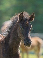 Rocky Mountain Foals