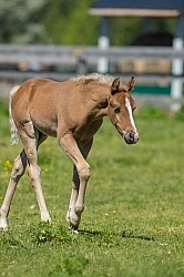Rocky Mountain Foals