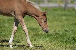 Rocky Mountain Foals