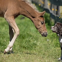 Rocky Mountain Foals