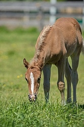 Rocky Mountain Foals