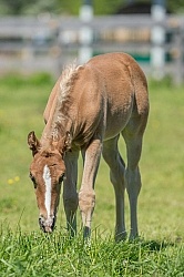 Rocky Mountain Foals