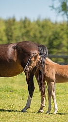 Rocky Mountain Foal