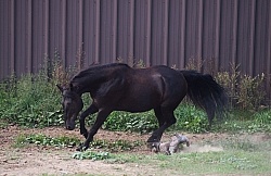 Dogs Chasing Horse in the Paddock Barn Dogs
