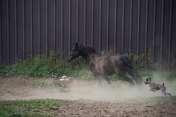 Dogs Chasing Horse in the Paddock Barn Dogs