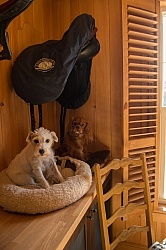Tack Room Barn Dogs