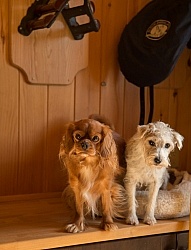 Tack Room Barn Dogs