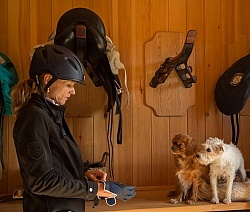 Tack Room Barn Dogs