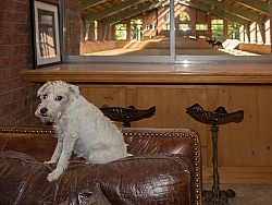 Deer Ridge Office Barn Dogs
