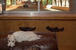 Deer Ridge Office Barn Dogs