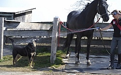 Hilltop Equestrian Centre Barn Dogs