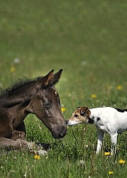 Mare and Foal Barn Dogs