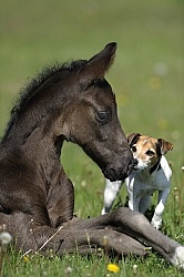Mare and Foal Barn Dogs