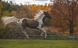 Spotted Saddle Horse Free Running Horizontal Bonnie View Farms Spotted Saddle Horse Free Running