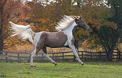 Spotted Saddle Horse Free Running Horizontal Bonnie View Farms Spotted Saddle Horse Free Running