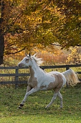 Spotted Saddle Horse Free Running Vertical Bonnie View Farms Spotted Saddle Horse Free Running