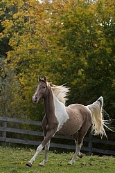 Spotted Saddle Horse Free Running Vertical Bonnie View Farms Spotted Saddle Horse Free Running