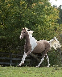 Spotted Saddle Horse Free Running Vertical Bonnie View Farms Spotted Saddle Horse Free Running