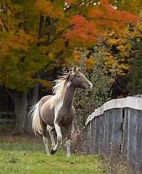 Spotted Saddle Horse Free Running Vertical Bonnie View Farms Spotted Saddle Horse Free Running