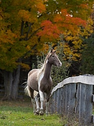 Spotted Saddle Horse Free Running Vertical Bonnie View Farms Spotted Saddle Horse Free Running