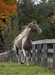 Spotted Saddle Horse Free Running Vertical Bonnie View Farms Spotted Saddle Horse Free Running