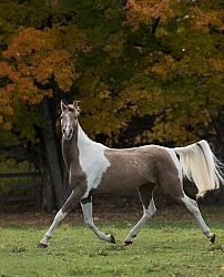 Spotted Saddle Horse Free Running Horizontal Spotted Saddle Horse Free Running