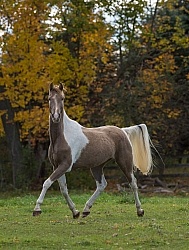 Spotted Saddle Horse Free Running Vertical Bonnie View Farms Spotted Saddle Horse Free Running
