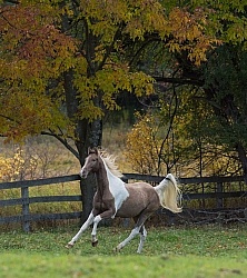 Spotted Saddle Horse Free Running Vertical Bonnie View Farms Spotted Saddle Horse Free Running