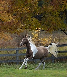Spotted Saddle Horse Free Running Vertical Bonnie View Farms Spotted Saddle Horse Free Running