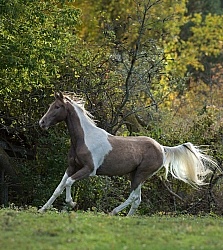 Spotted Saddle Horse Free Running Vertical Bonnie View Farms Spotted Saddle Horse Free Running