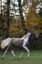 Spotted Saddle Horse Free Running Vertical Bonnie View Farms Spotted Saddle Horse Free Running