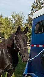 Horse at Trailer