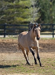 Kiger Mustang Free Running