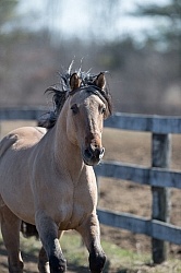 Kiger Mustang Free Running