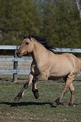 Kiger Mustang Free Running
