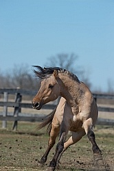 Kiger Mustang Free Running