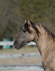 Kiger Mustang Portrait