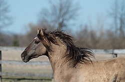 Kiger Mustang Portrait