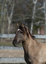 Kiger Mustang Portrait