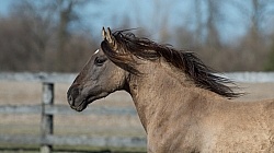 Kiger Mustang Portrait
