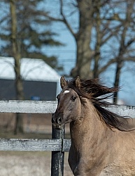 Kiger Mustang Portrait