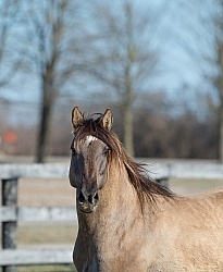 Kiger Mustang Portrait