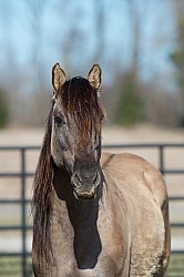 Kiger Mustang Portrait
