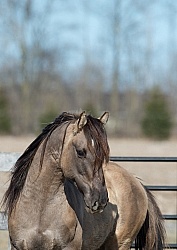 Kiger Mustang Portrait