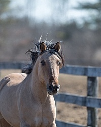 Kiger Mustang Free Running