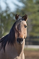Kiger Mustang Portrait