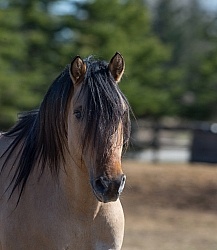 Kiger Mustang Portrait