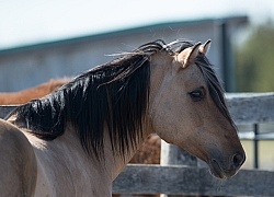 Kiger Mustang Portrait